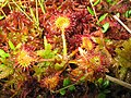 Drosera rotundifolia since 19.12.2012