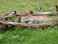 Thumbnail for version as of 21:08, 12 May 2007