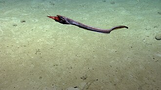A synaphobranchid