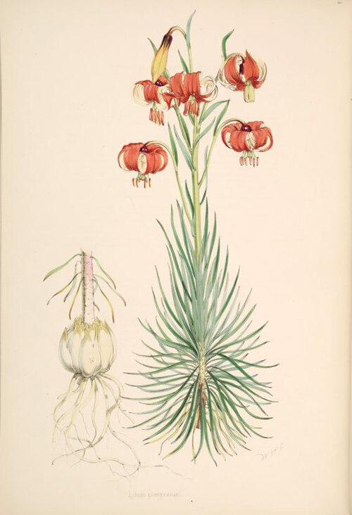 File:Lilium pomponium.jpg