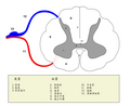 中文