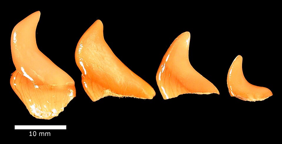 File:MenuhaHadrodusPriscus.jpg