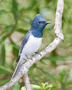Leaden flycatcher, by JJ Harrison (edited by John O'Neill)
