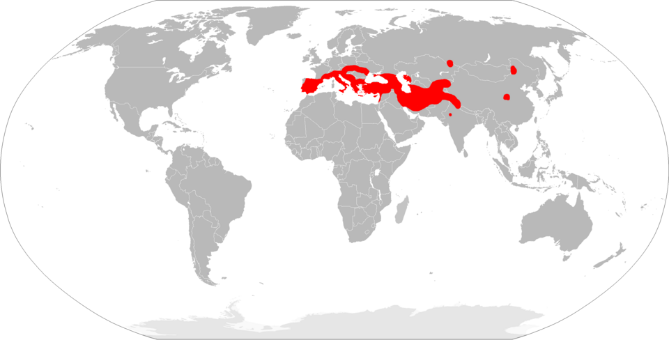 File:Myotis blythii range Map.png