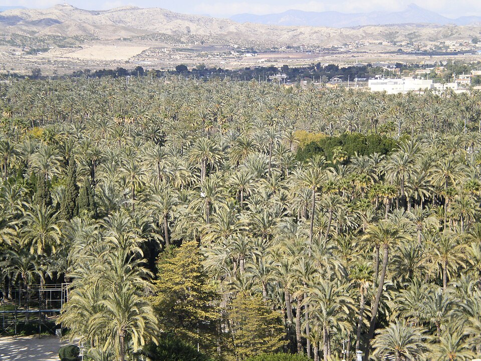 File:Palmeral de Elche 07.JPG
