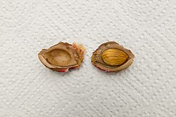 Seed
