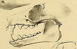 Drawing of bat skull