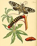 Manduca rustica (as syn. Sphinx rustica).