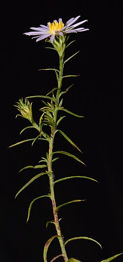 Part of a Symphyotrichum × priceae plant showing puberulent stem and two flower heads, one opened and with blue-violet ray florets