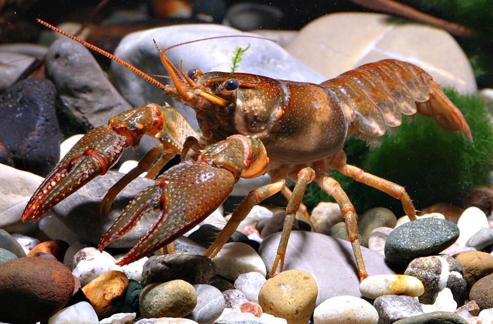File:Usfws-st-francis-river-crayfish-large.jpg