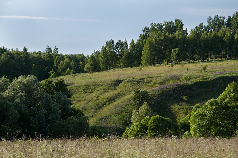File:Тульские Засеки-2.jpg