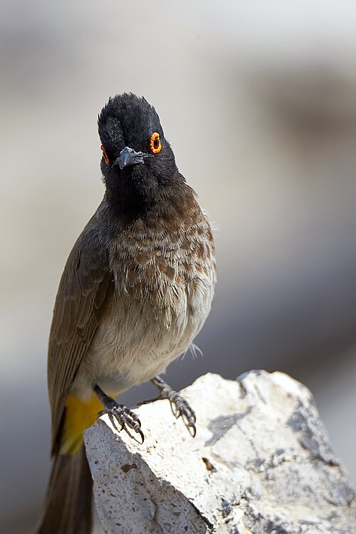 File:African Red-Eyed Bulbul Frontal 2019-07-25.jpg