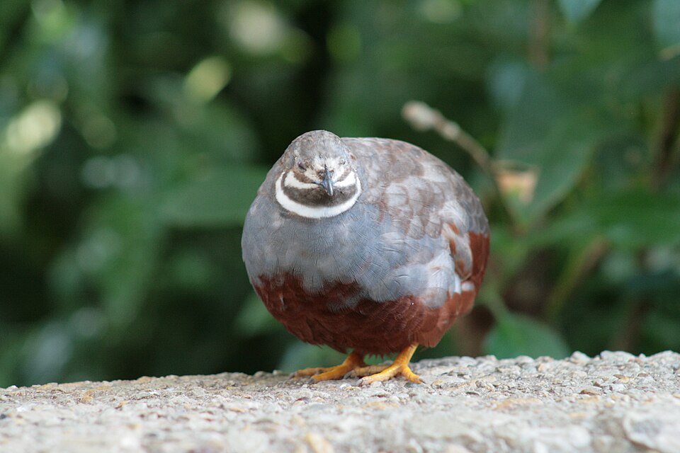File:Button Quail Peggy Notebaert.JPG