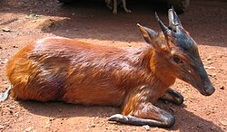 Black and brown bovid