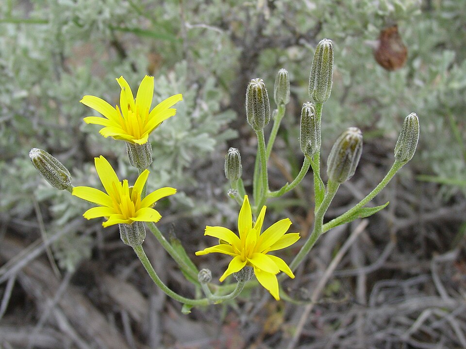 File:Crepisacuminata.JPG