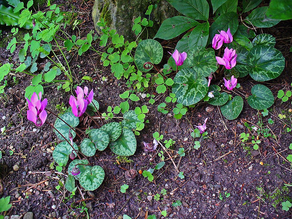 File:Cyclamen purpurascens 001.JPG