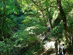 A steep-sided valley through deciduous woodland. On one side, a footpath has been cut; 5 hikers are using it.