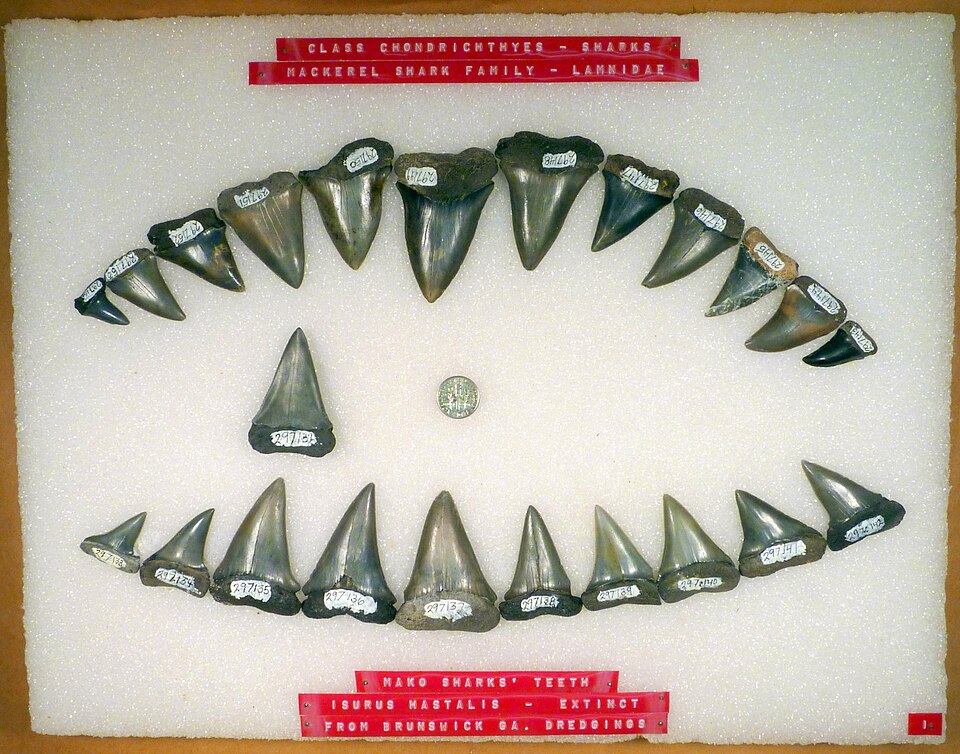 File:Isurus hastalis teeth.jpg
