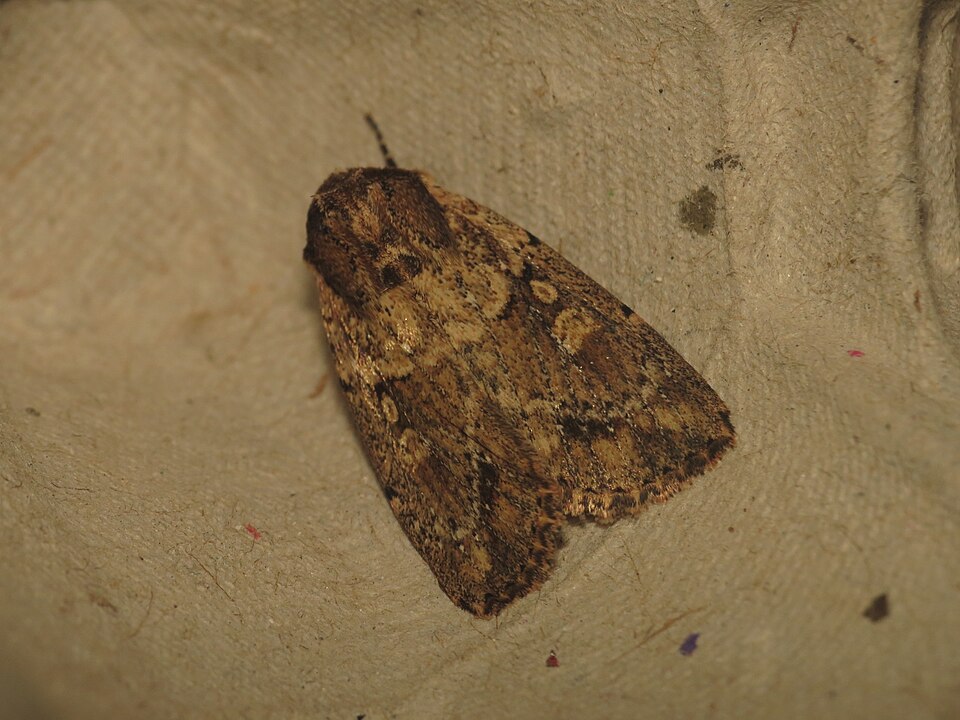 File:Mythimna reversa (15856031126).jpg