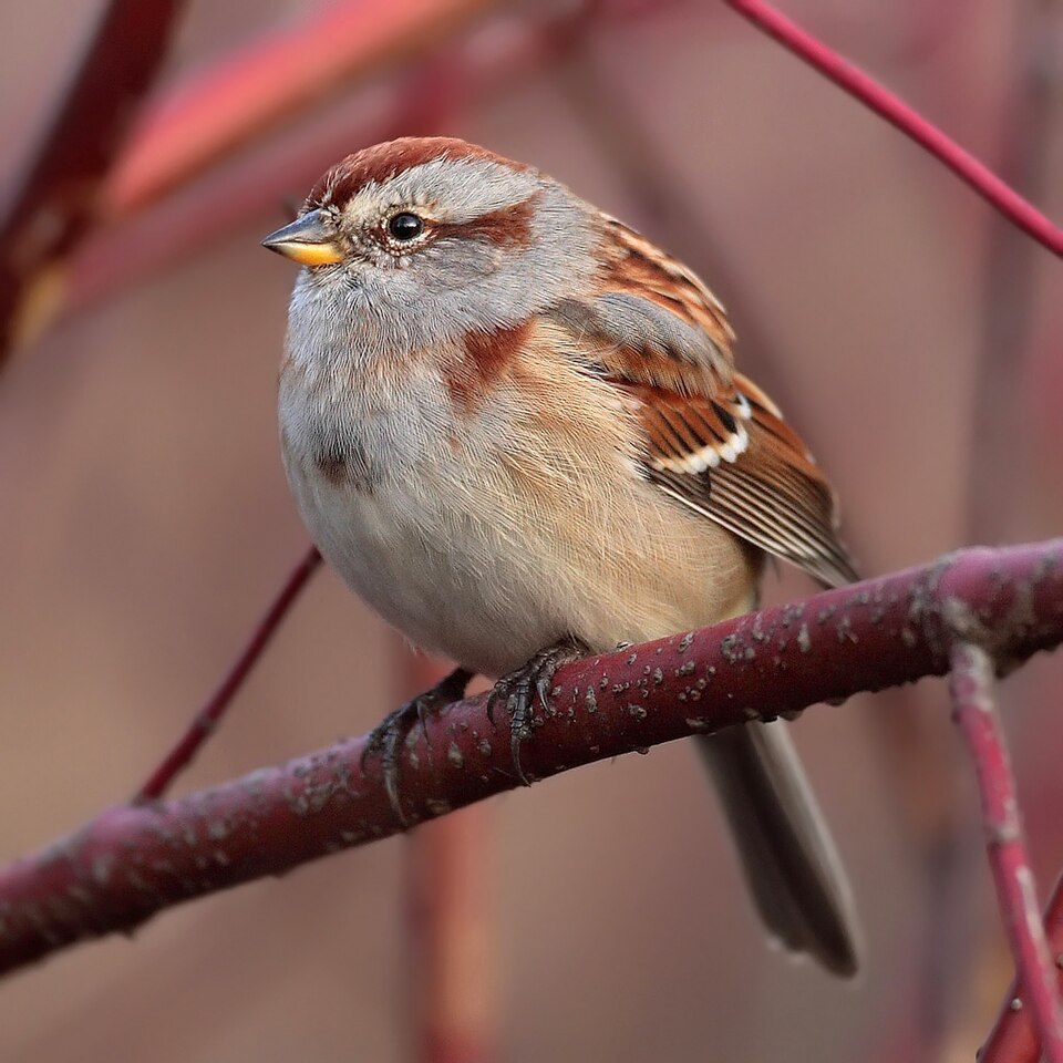 File:Spizella-arborea-002 edit2.jpg