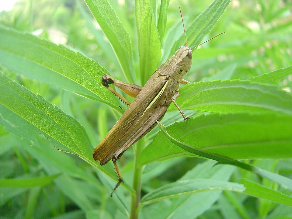 File:Stethophyma magister 01.jpg