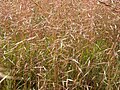 Thumbnail for version as of 22:35, 19 November 2010
