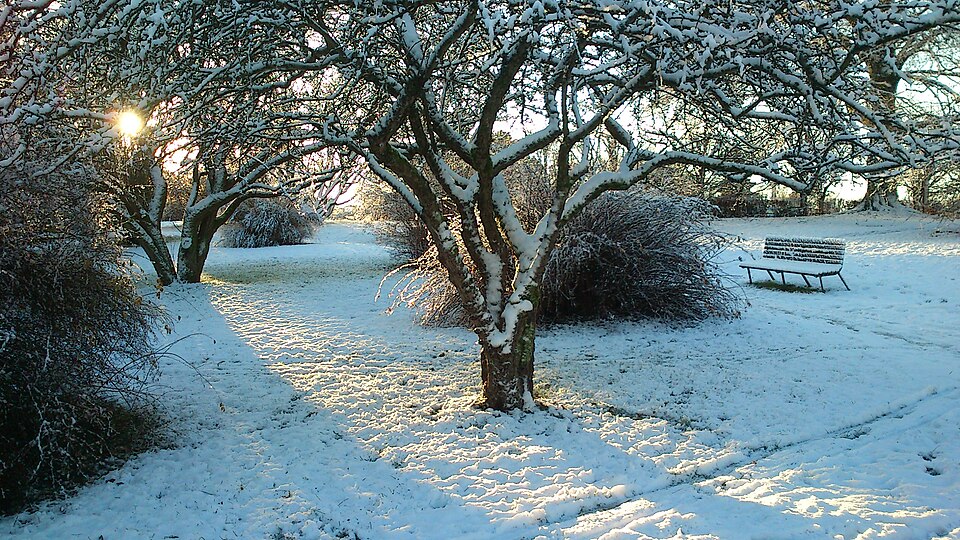 File:Vinter i haven.jpg