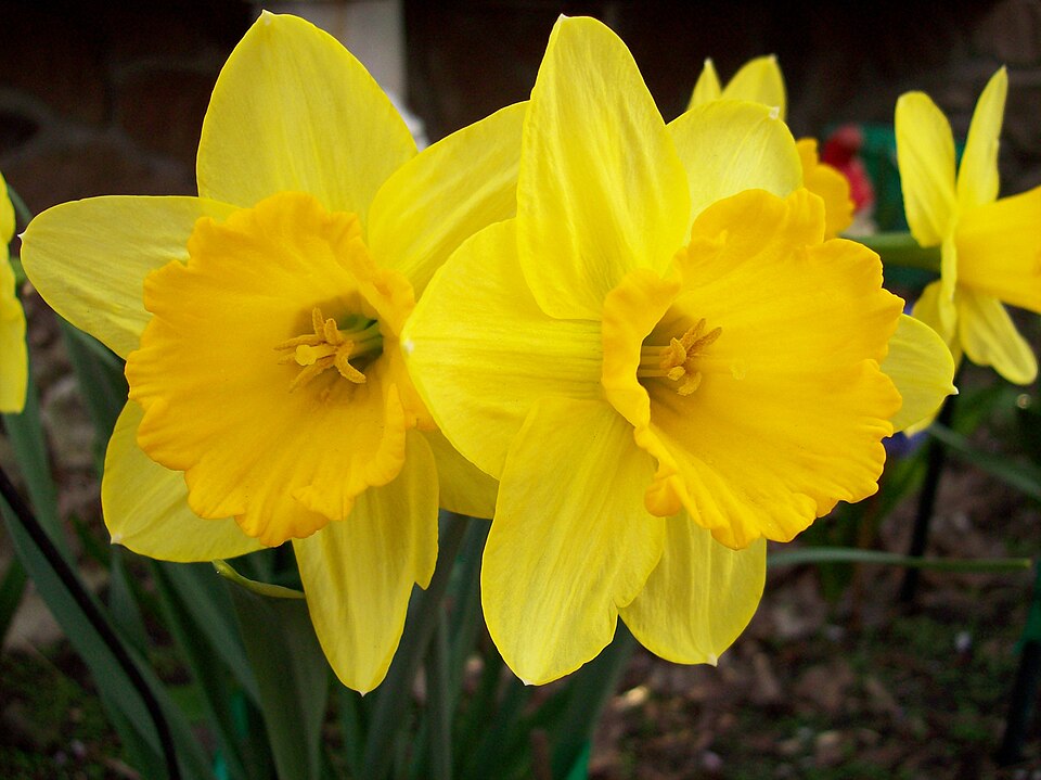 File:Yellow flower 5.jpg