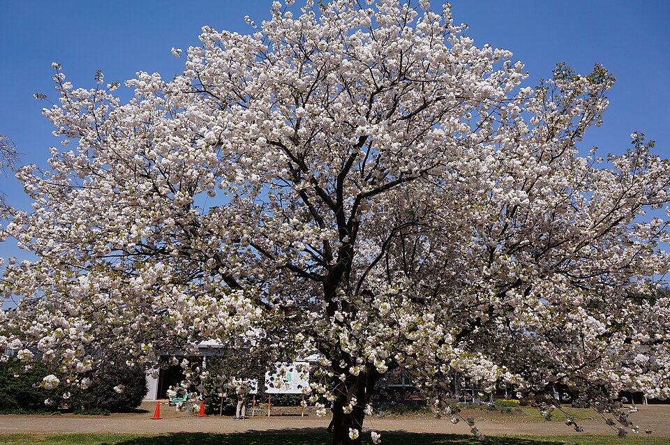 File:イチヨウ全体.jpg