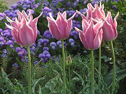 Pink Tulips
