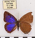 Thumbnail for version as of 18:09, 8 March 2011