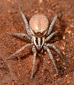 Asemesthes flavipes