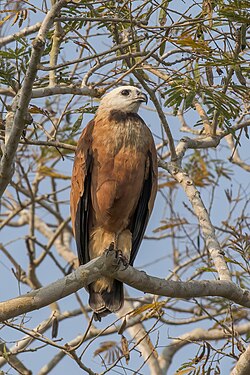 Black-collared hawk Busarellus nigricollis Brazil