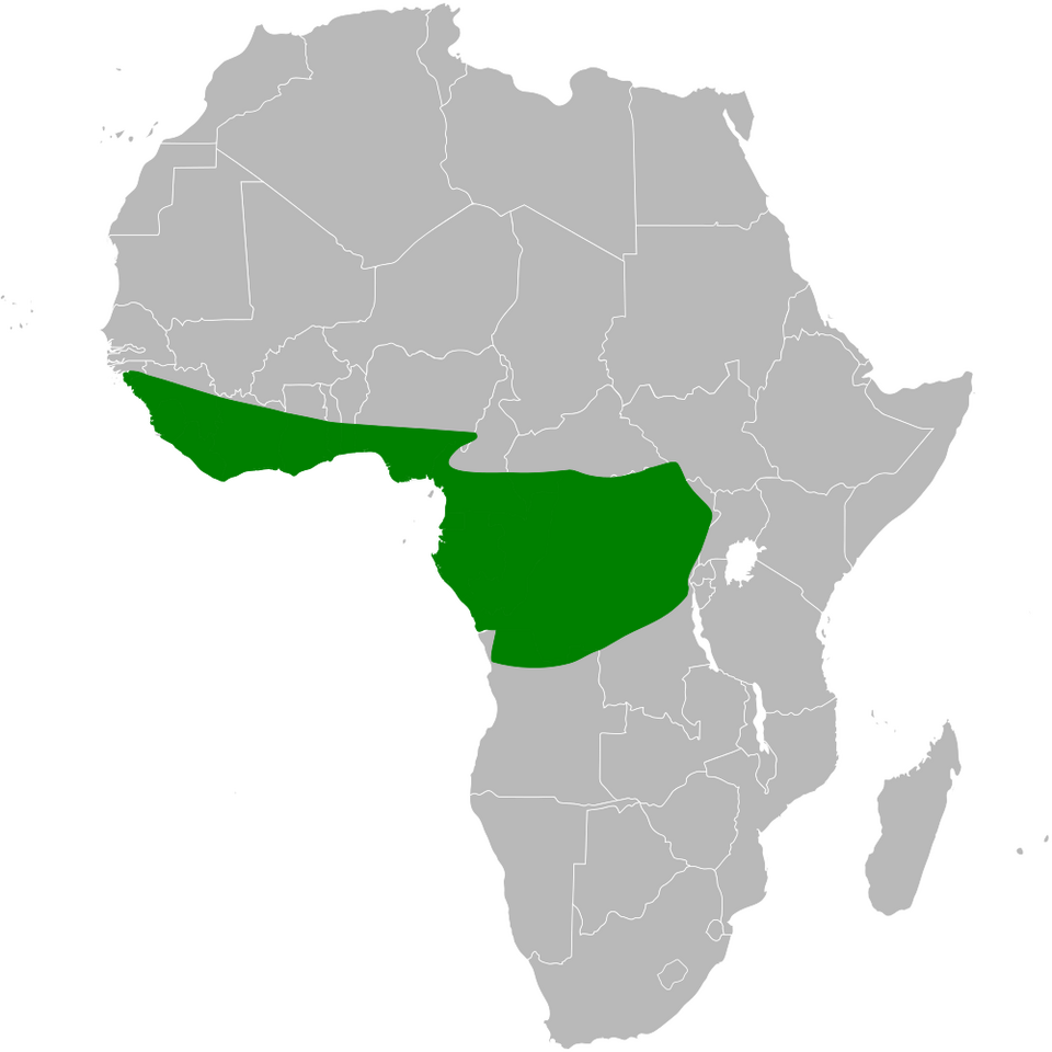 File:Chlorocichla simplex distribution map.png