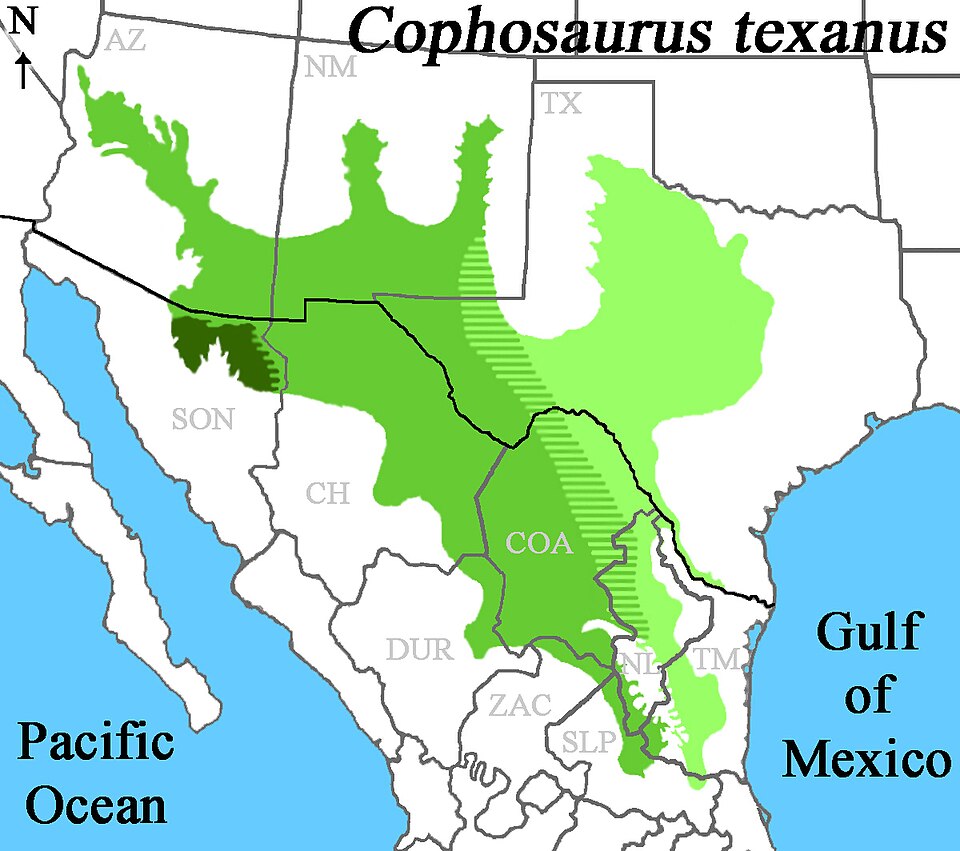 File:Distribution of Cophosaurus texanus II.jpg