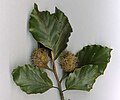 Thumbnail for version as of 11:08, 4 May 2007