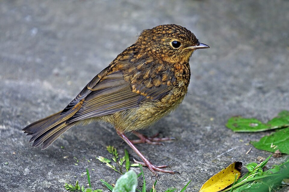 European robin, juvenile(created and nominated by Charlesjsharp)