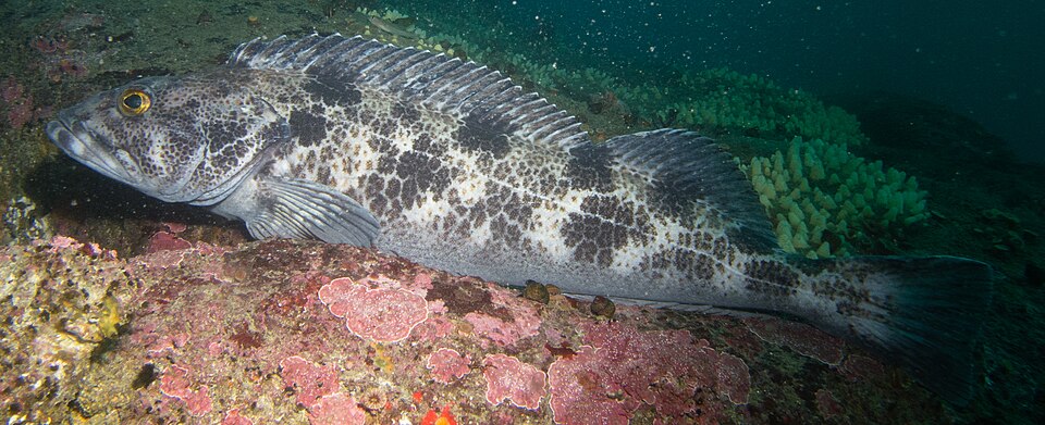File:Long Lingcod.jpg