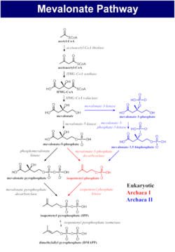 The biosynthesis process of isoprenoids