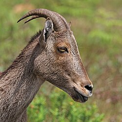 The endangered Nilgiri tahr is endemic to the Western Ghats. Shown here is a female in a national park in Kerala.