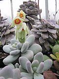 Pachyphytum oviferum