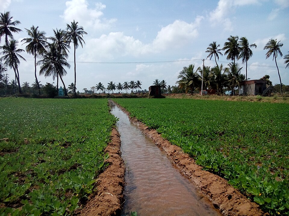 File:Peanuts irrigation.jpg