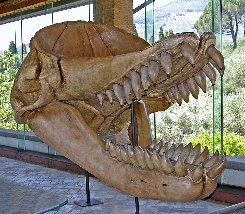 File:Physeteroidea - Livyatan melvillei.JPG