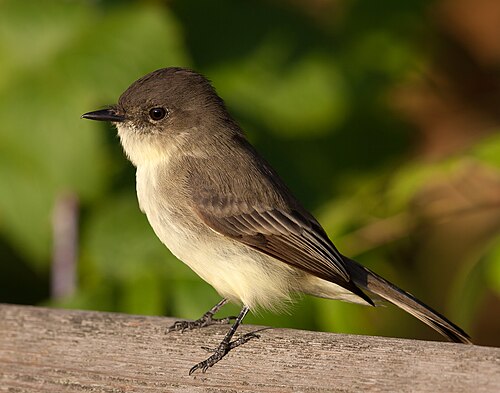 Eastern phoebe, by John Benson
