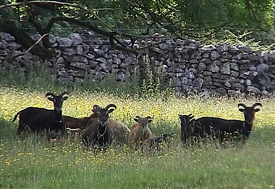 File:Sheeps 01.jpg