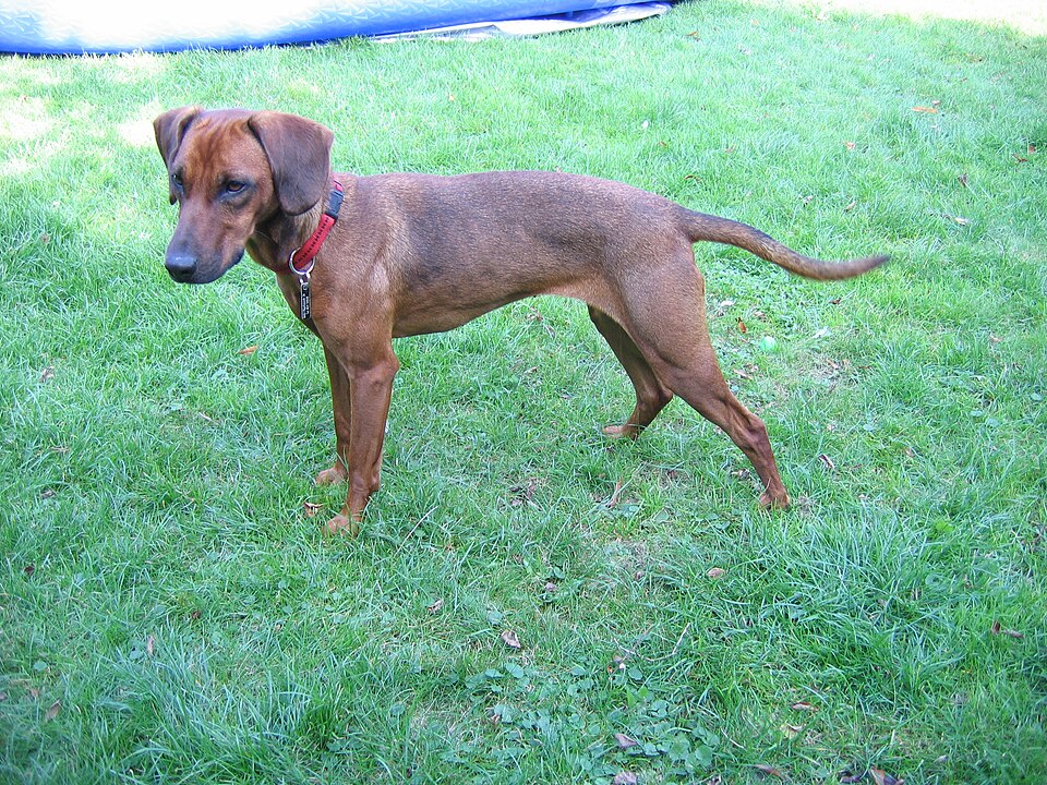 File:Tiroler Bracke.jpg