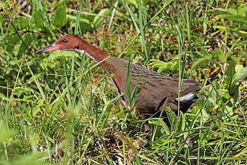 White-throated rail Dryolimnas cuvieri Madagascar
