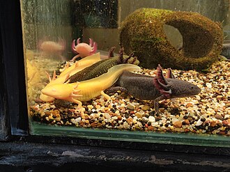 Axolotls in a pet store in Melbourne, Australia