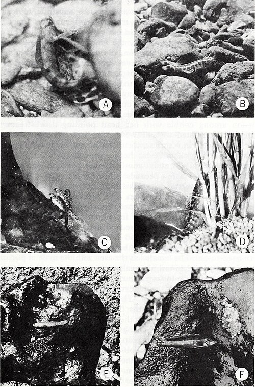File:Brimleyana (1982) (19794441843).jpg