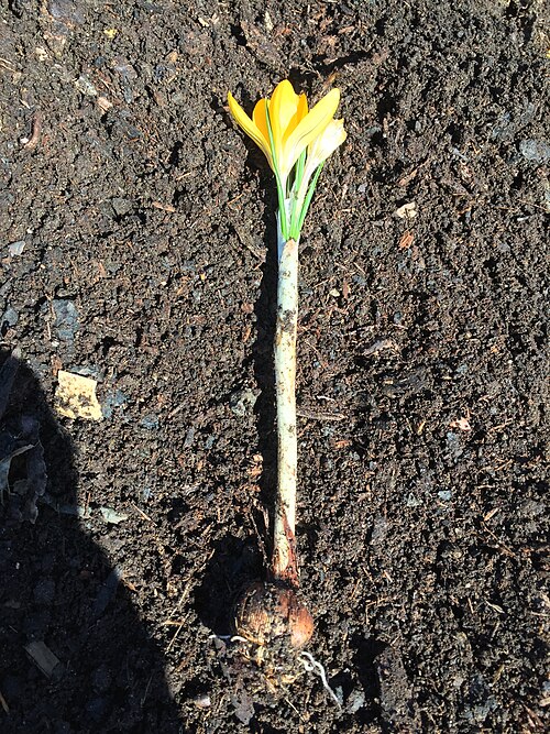 File:Crocusplant.jpg